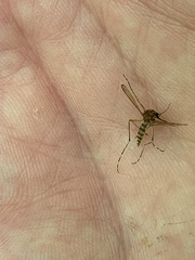 Ochlerotatus