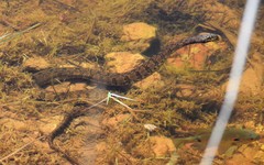 Nerodia rhombifer