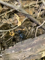 Sphodros niger
