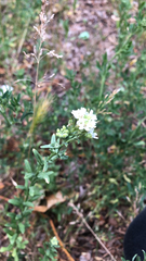 Berteroa incana