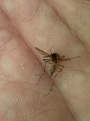 Ochlerotatus