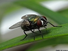 Lucilia sericata