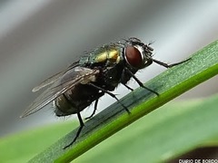 Lucilia sericata