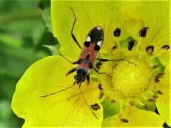 Beosus quadripunctatus