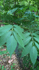 Sambucus racemosa