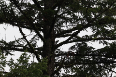 Sphyrapicus nuchalis