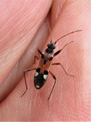 Beosus quadripunctatus