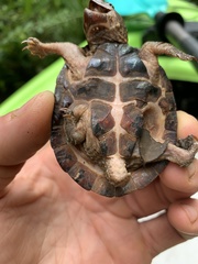 Sternotherus