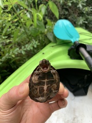 Sternotherus