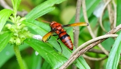 Rhynchium