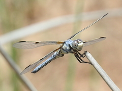 Libellula composita
