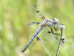 Libellula composita