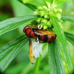 Rhynchium