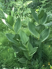 Veratrum californicum