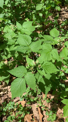 Rubus occidentalis