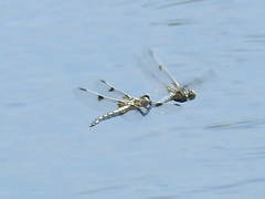 Libellula composita