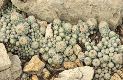 Escobaria sneedii leei