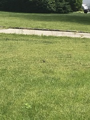 Passer domesticus domesticus