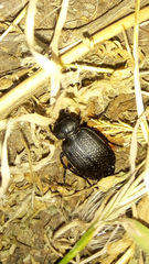Licinus