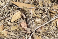 Aspidoscelis stictogrammus