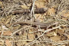 Aspidoscelis stictogrammus