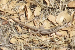 Aspidoscelis stictogrammus