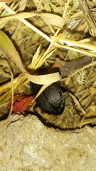 Licinus