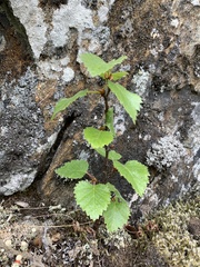 Betula pubescens pumila