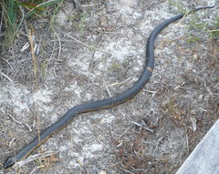 Notechis scutatus occidentalis