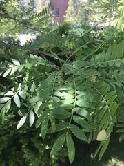 Gleditsia triacanthos