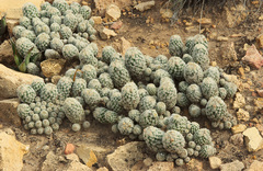 Escobaria sneedii leei