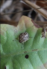 Holcostethus sphacelatus