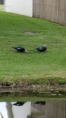 Cairina moschata domestica