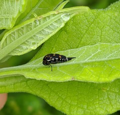 Hoshihananomia octopunctata