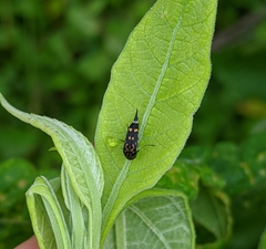 Hoshihananomia octopunctata