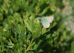Callophrys dumetorum