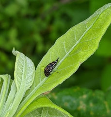 Hoshihananomia octopunctata