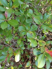 Diplocarpon