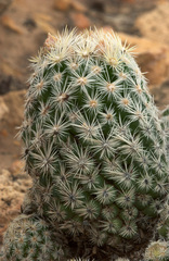 Escobaria sneedii leei