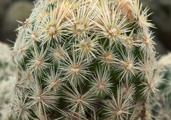 Escobaria sneedii leei