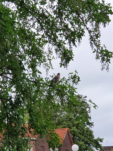 Eurasian Jay, 2801 ZZ Gouda, Nederland, photo 7 of 10