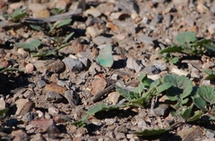 Callophrys