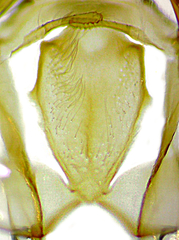 Hydriomena transfigurata