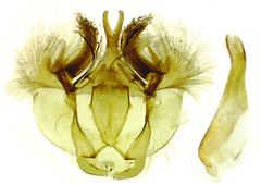 Hydriomena transfigurata