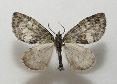 Hydriomena transfigurata