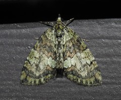 Hydriomena transfigurata