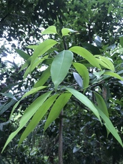 Nectandra