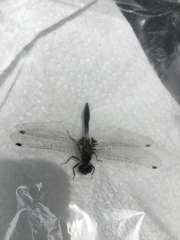 Leucorrhinia proxima