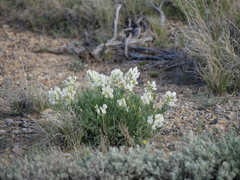 Oxytropis sericea
