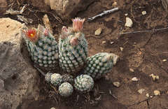 Escobaria sneedii leei